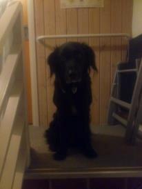 Flat coated retriever Basse (Egon) - Mor??? Hvad laver jeg dog heroppe? billede 3