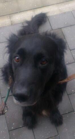 Flat coated retriever Basse (Egon) - Se hvor pænt jeg kan sidde billede 4