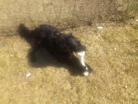 Flat coated retriever Basse (Egon) - Altid dejligt med et kødben billede 5