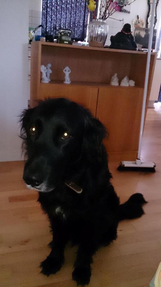 Flat coated retriever Basse (Egon) billede 7