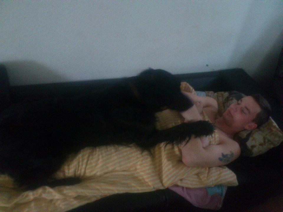 Flat coated retriever Basse (Egon) - Gæsterne skal da ikke ligge og sove hele dagen væk mener Basse billede 8