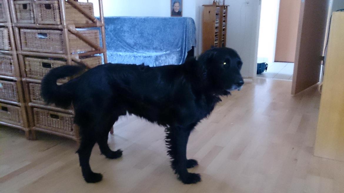 Flat coated retriever Basse (Egon) billede 9