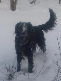 Flat coated retriever Basse (Egon) - Sne-hunden Basse billede 10