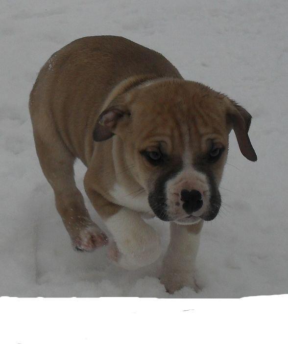 Blanding af racer Buthler billede 4