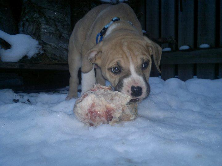 Blanding af racer Buthler billede 5