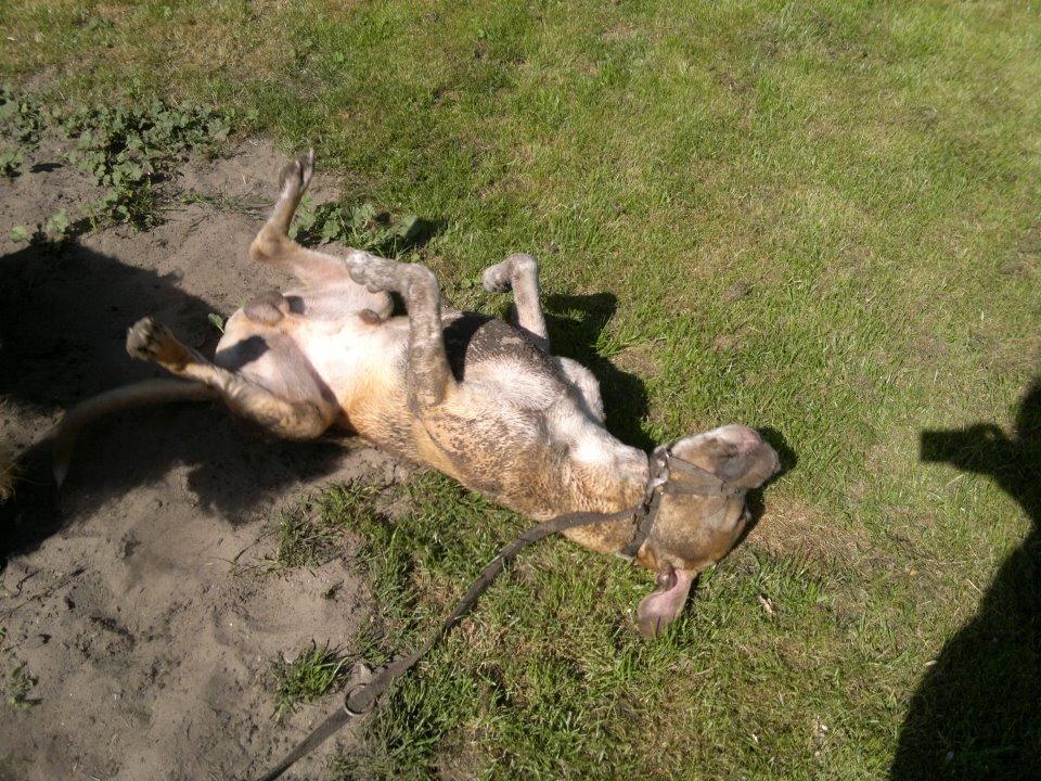 Blanding af racer Buthler billede 6