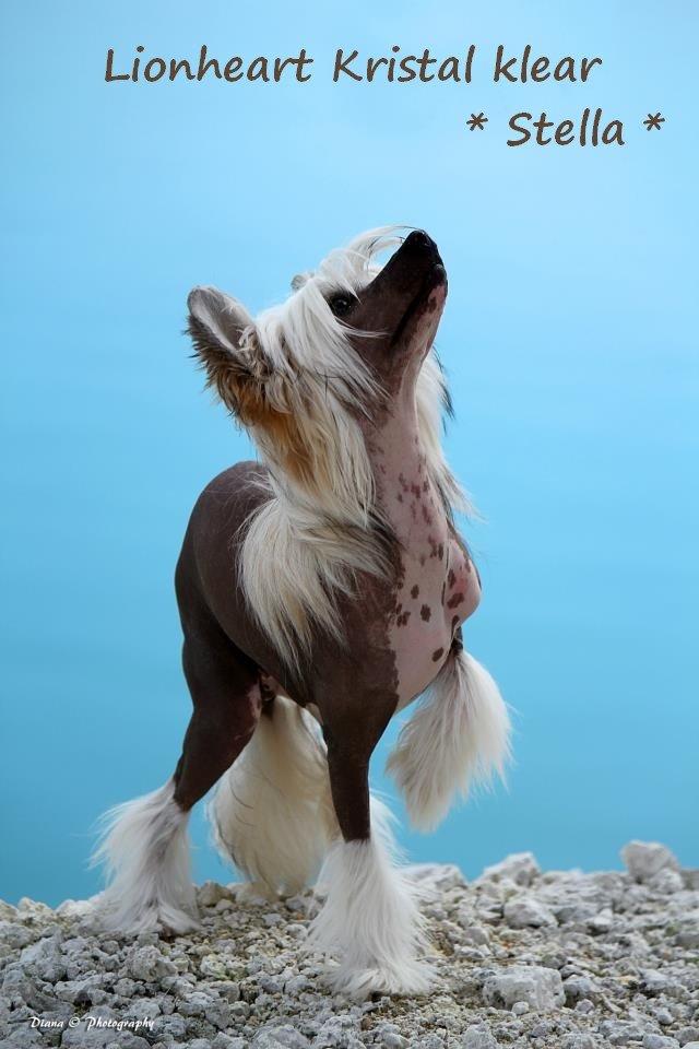 Chinese crested hårløs * STELLA* billede 4