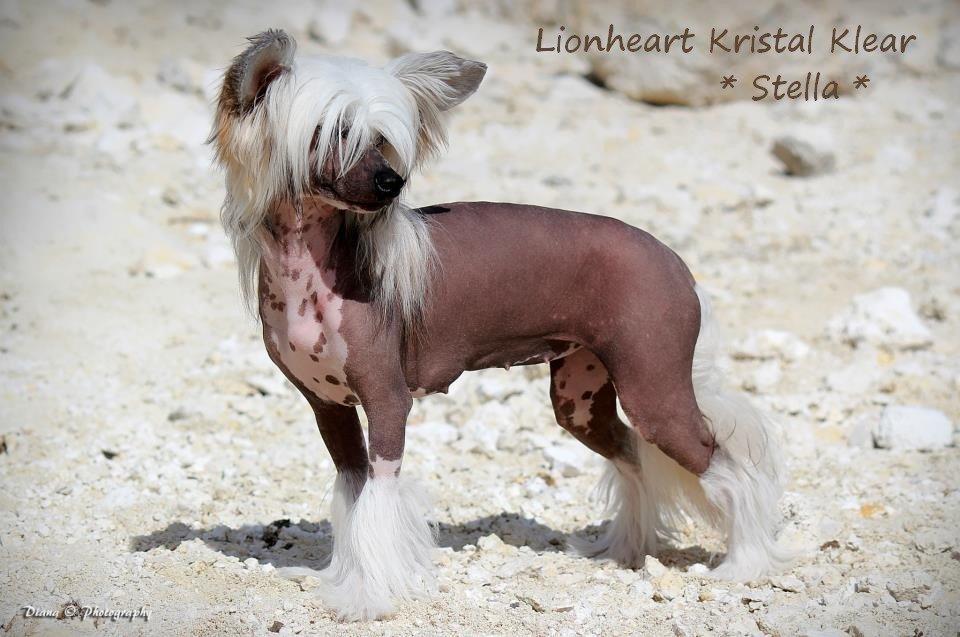 Chinese crested hårløs * STELLA* billede 6