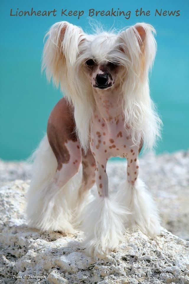 Chinese crested hårløs *GARBO* billede 2