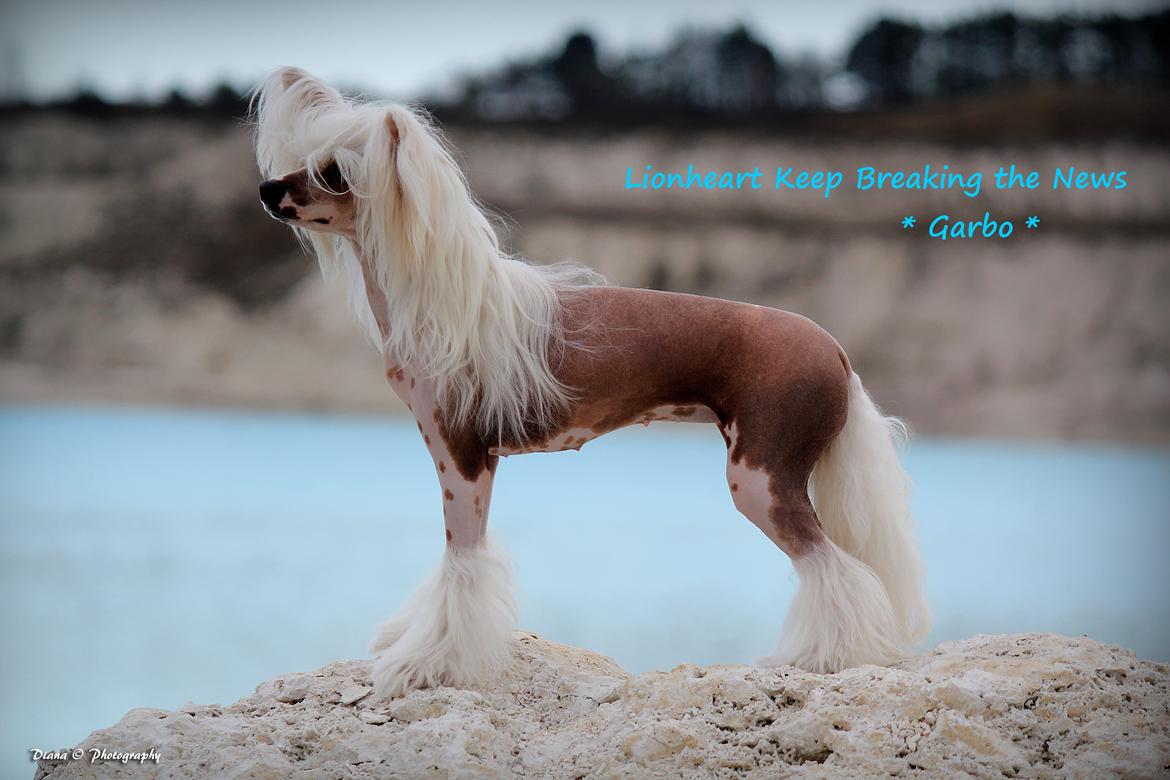 Chinese crested hårløs *GARBO* billede 3