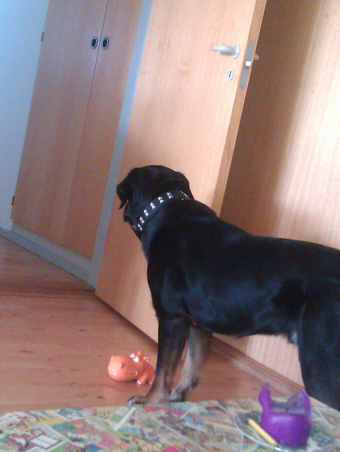 Blanding af racer RIP. Rio Henning - Rio sammen med Dorthe billede 2