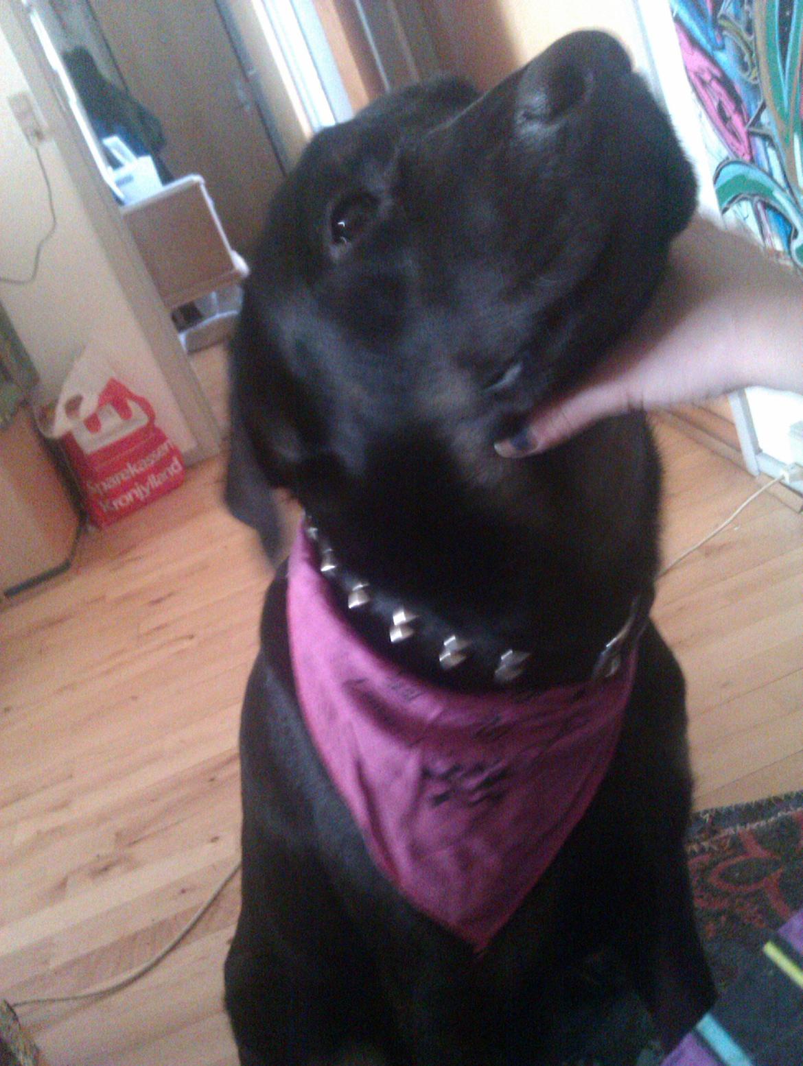 Blanding af racer RIP. Rio Henning billede 3