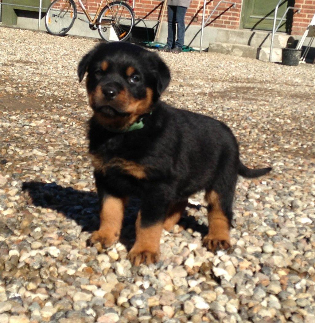 Rottweiler Kira/ R.I.P - 4 uger gammel og vokser godt til billede 13