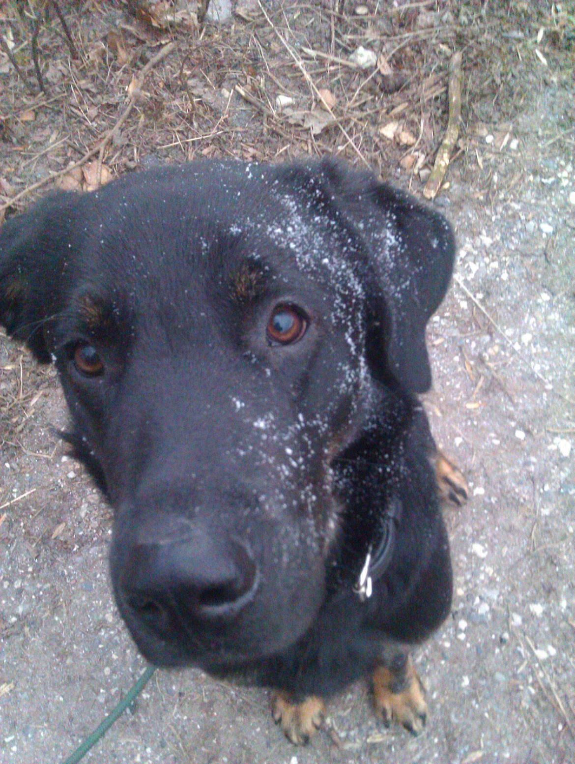 Blanding af racer RIP. Rio Henning billede 4