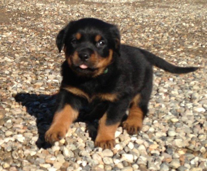 Rottweiler Kira/ R.I.P - 4 uger gammel billede 25