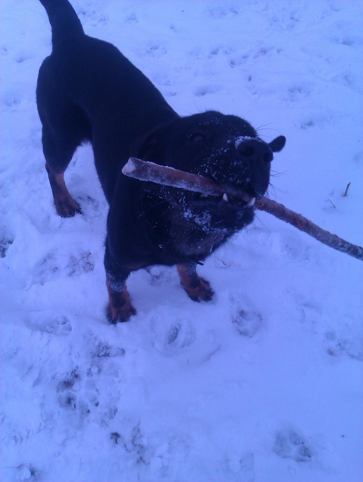 Blanding af racer RIP. Rio Henning billede 1