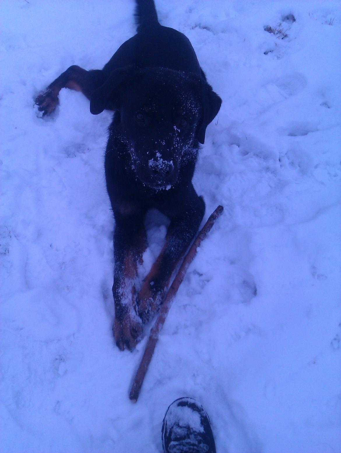 Blanding af racer RIP. Rio Henning billede 5