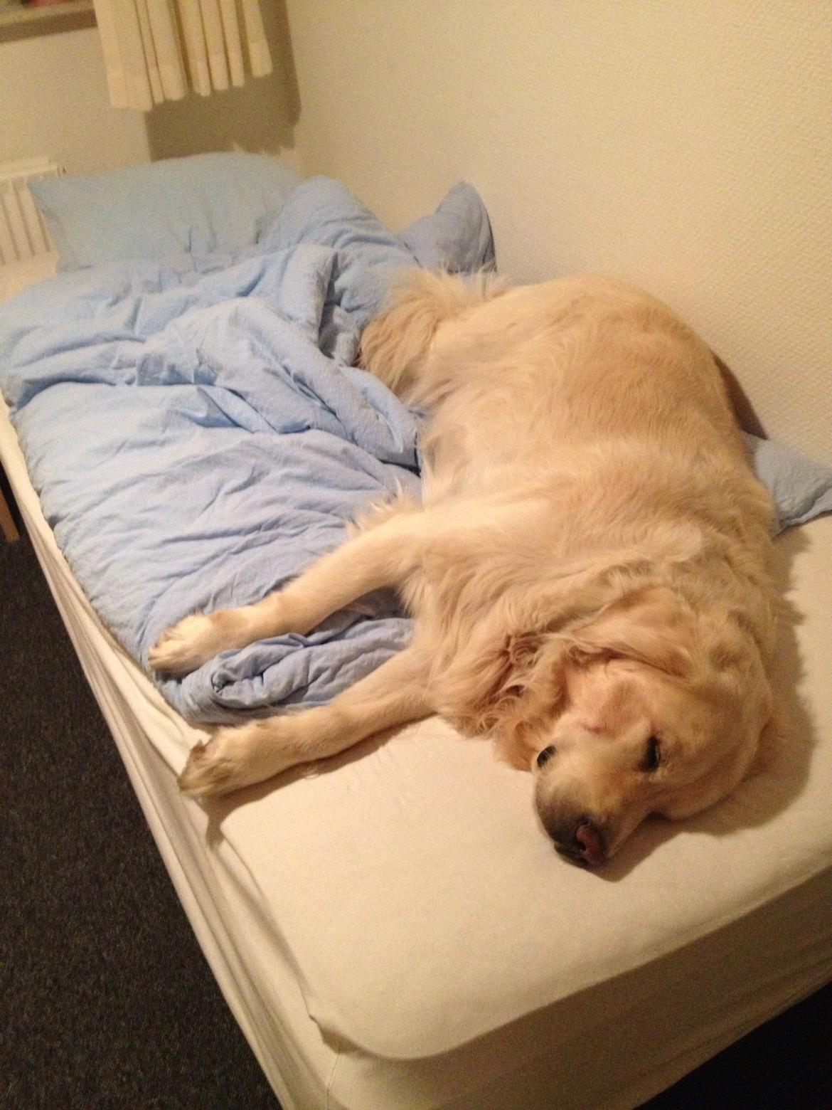 Golden retriever otto billede 12