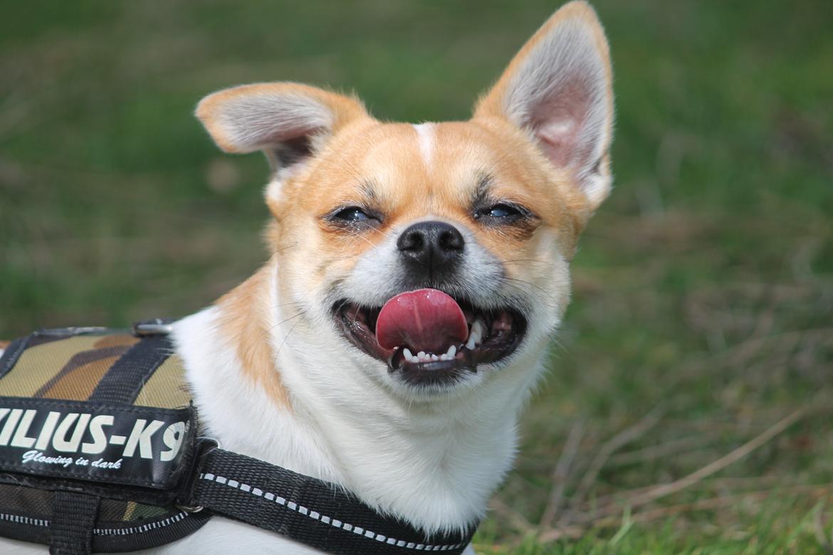 Chihuahua Milo - Happy-springtime-face ! :-D 24 april 2013 billede 1