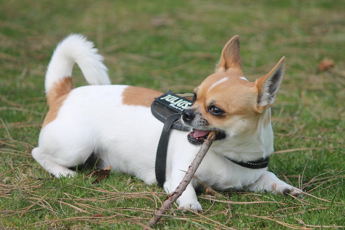 Chihuahua Milo - 24/4 2013 billede 8