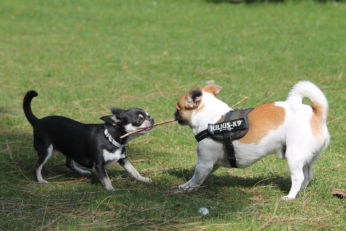 Chihuahua Milo - "Gi' mig pinden Evee !" Milo og Evee leger d. 24/4 2013 billede 20