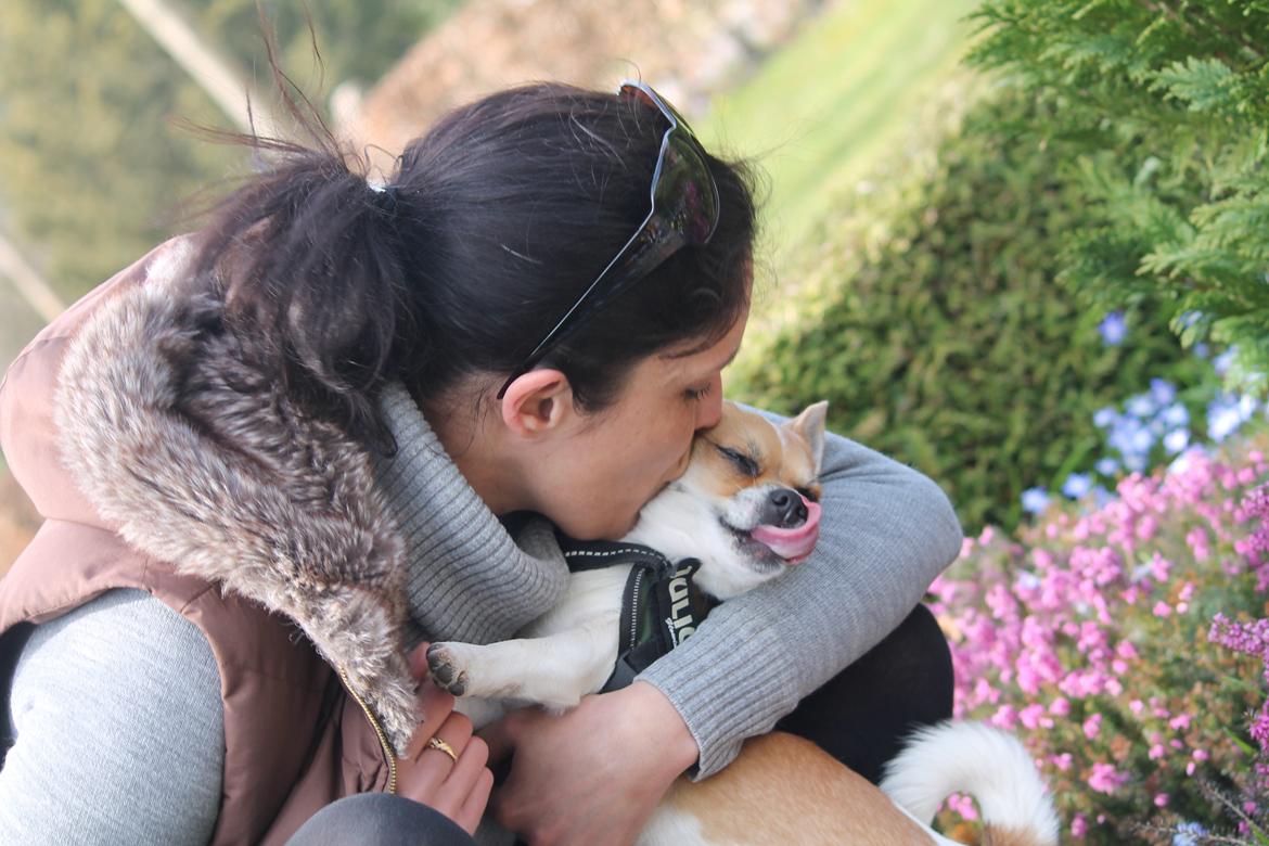 Chihuahua Milo - MØS ! <3 24/4 2013 billede 12