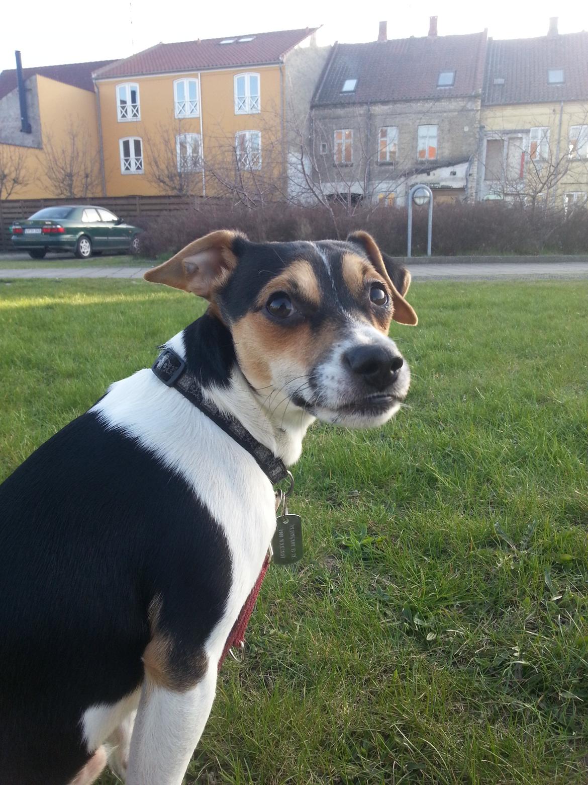 Dansk svensk gaardhund Onyx (Gustav) - "Siger du noget mor?" billede 1