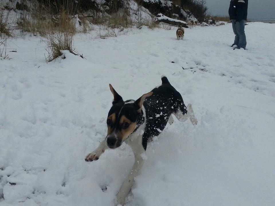 Dansk svensk gaardhund Onyx (Gustav) billede 9