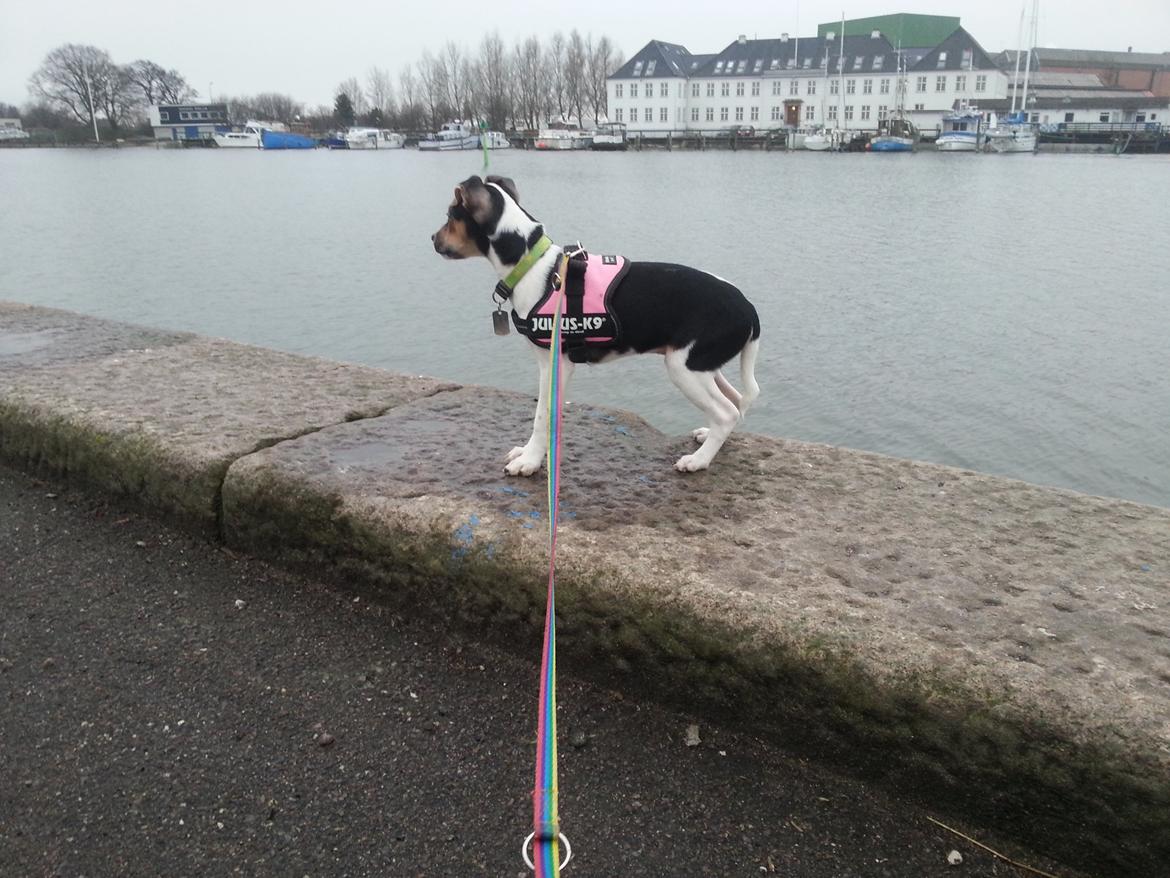 Dansk svensk gaardhund Onyx (Gustav) billede 10