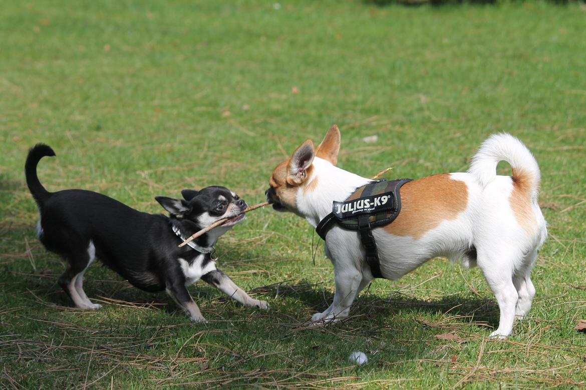 Chihuahua Chihuanas Blueberry Yum Yum - Evee - Evee og Milo kæmper om en kvist :P (24/4 2013) billede 40