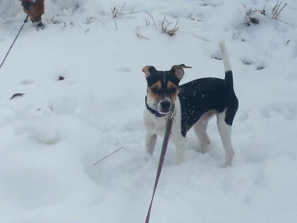 Dansk svensk gaardhund Onyx (Gustav) billede 17