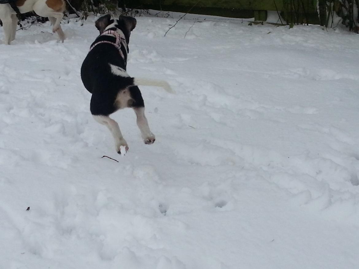 Dansk svensk gaardhund Onyx (Gustav) billede 19