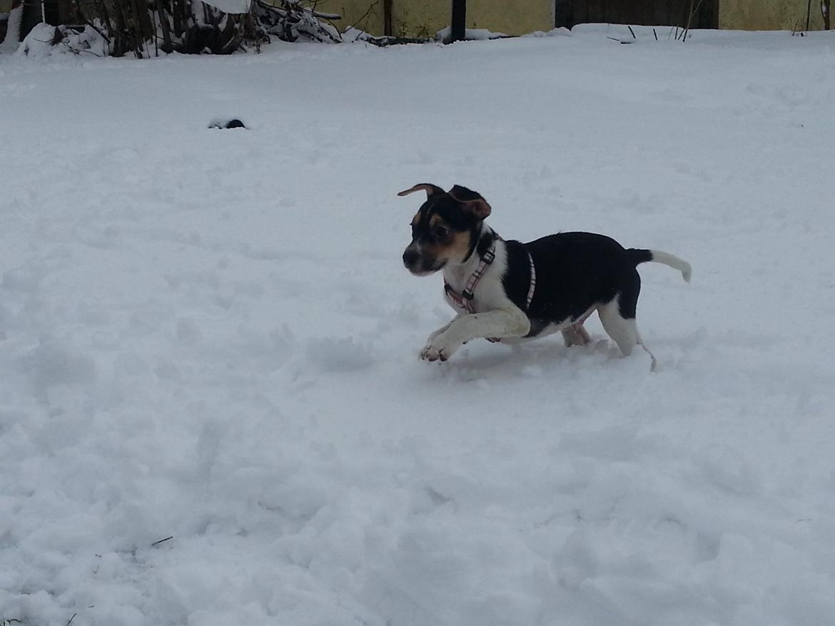 Dansk svensk gaardhund Onyx (Gustav) billede 20