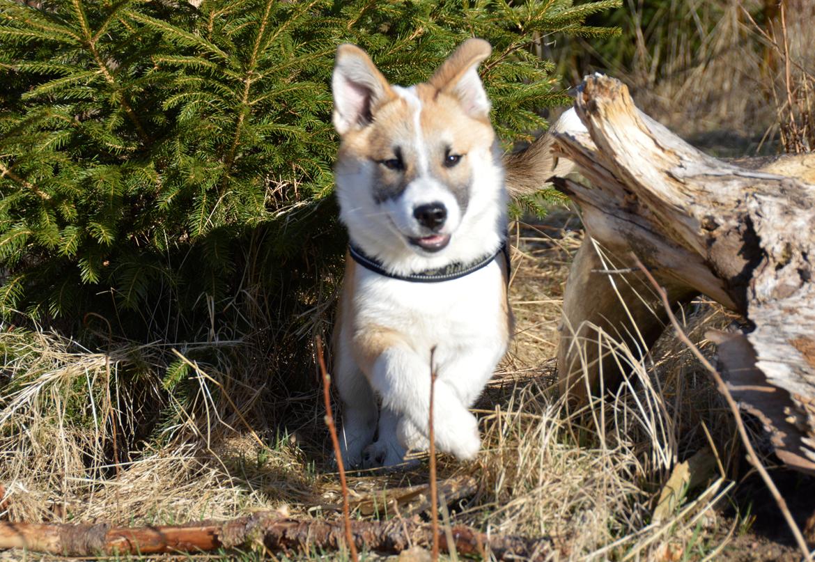 Islandsk fårehund Freddi billede 16