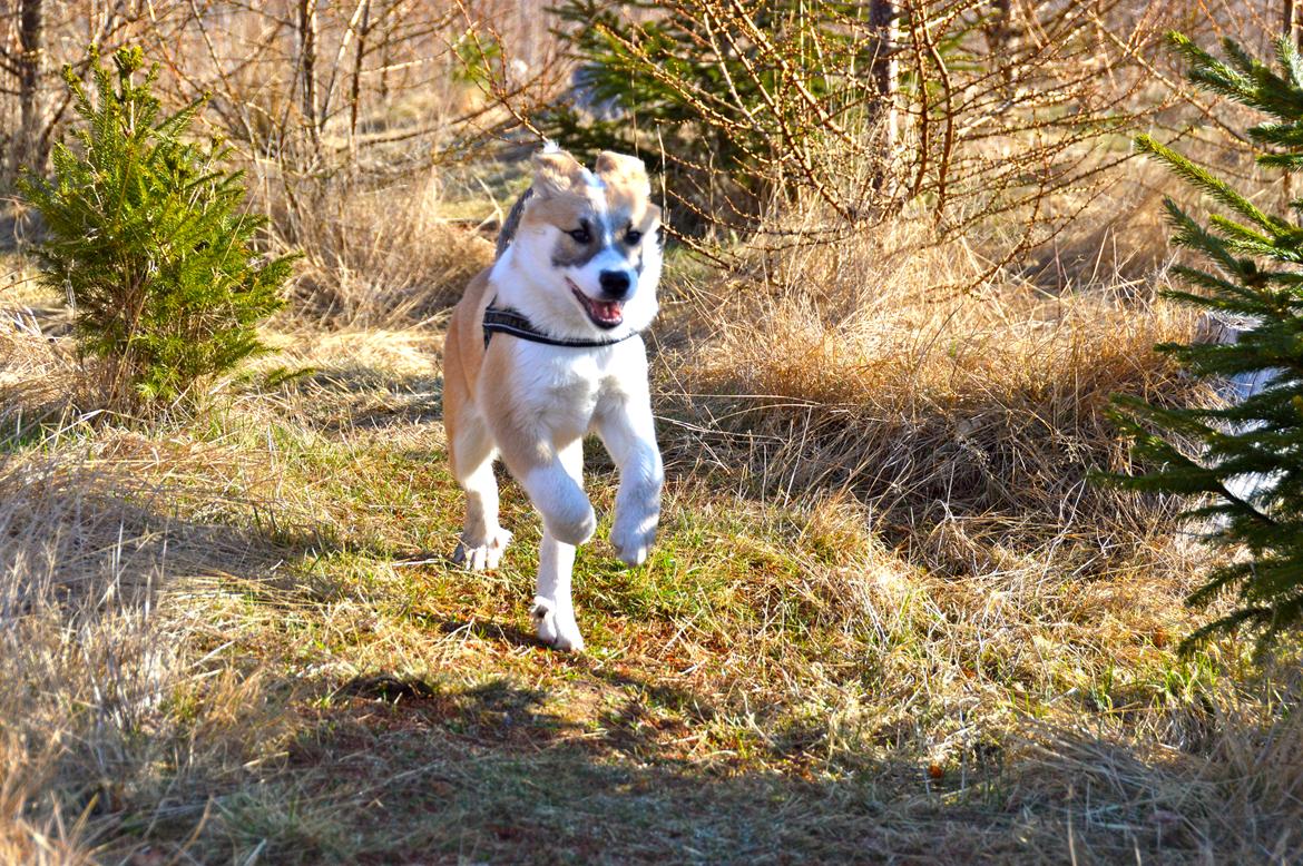 Islandsk fårehund Freddi billede 17