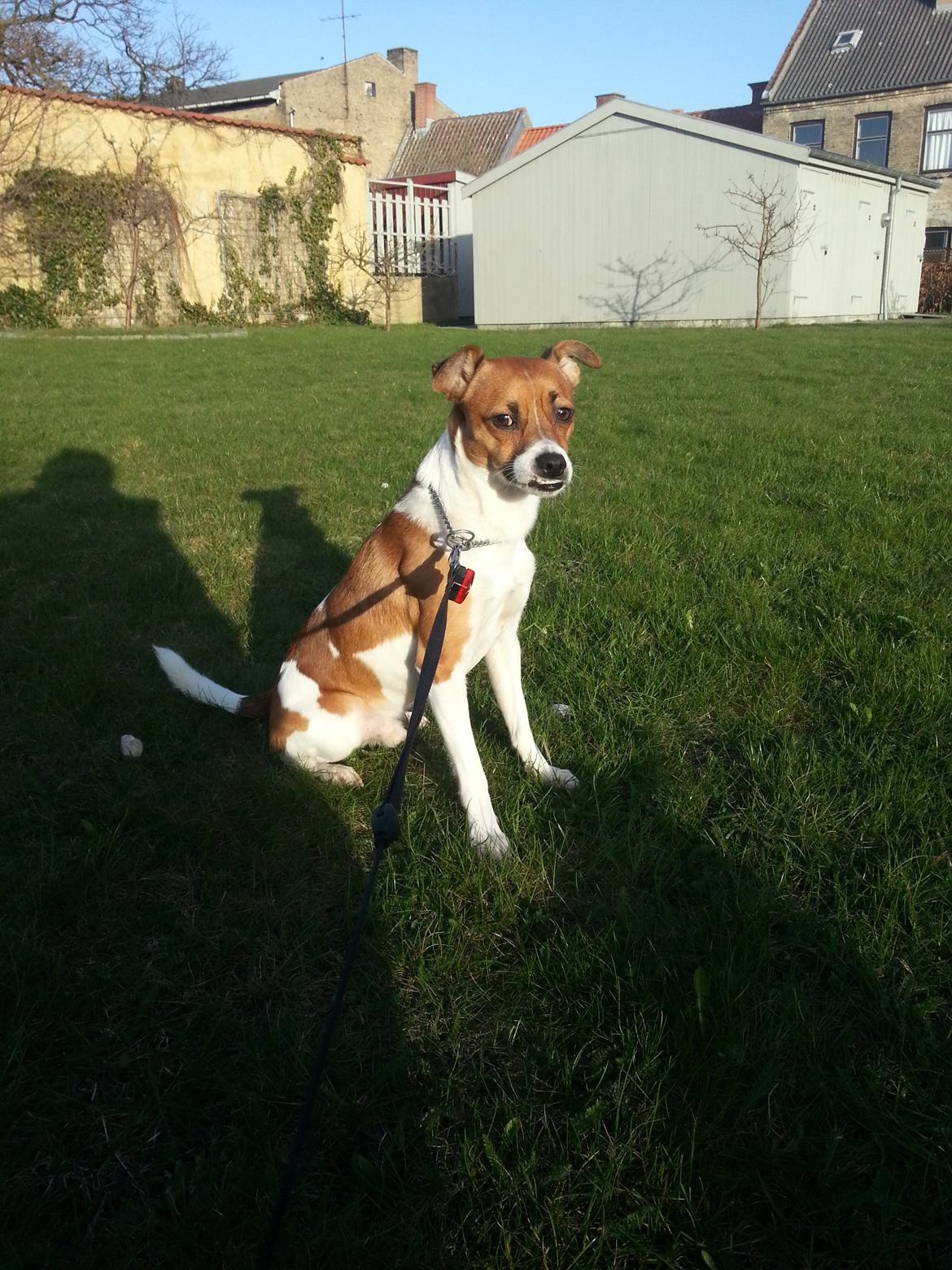 Dansk svensk gaardhund Chico - Nyder solen. 
Forår 2013 billede 3