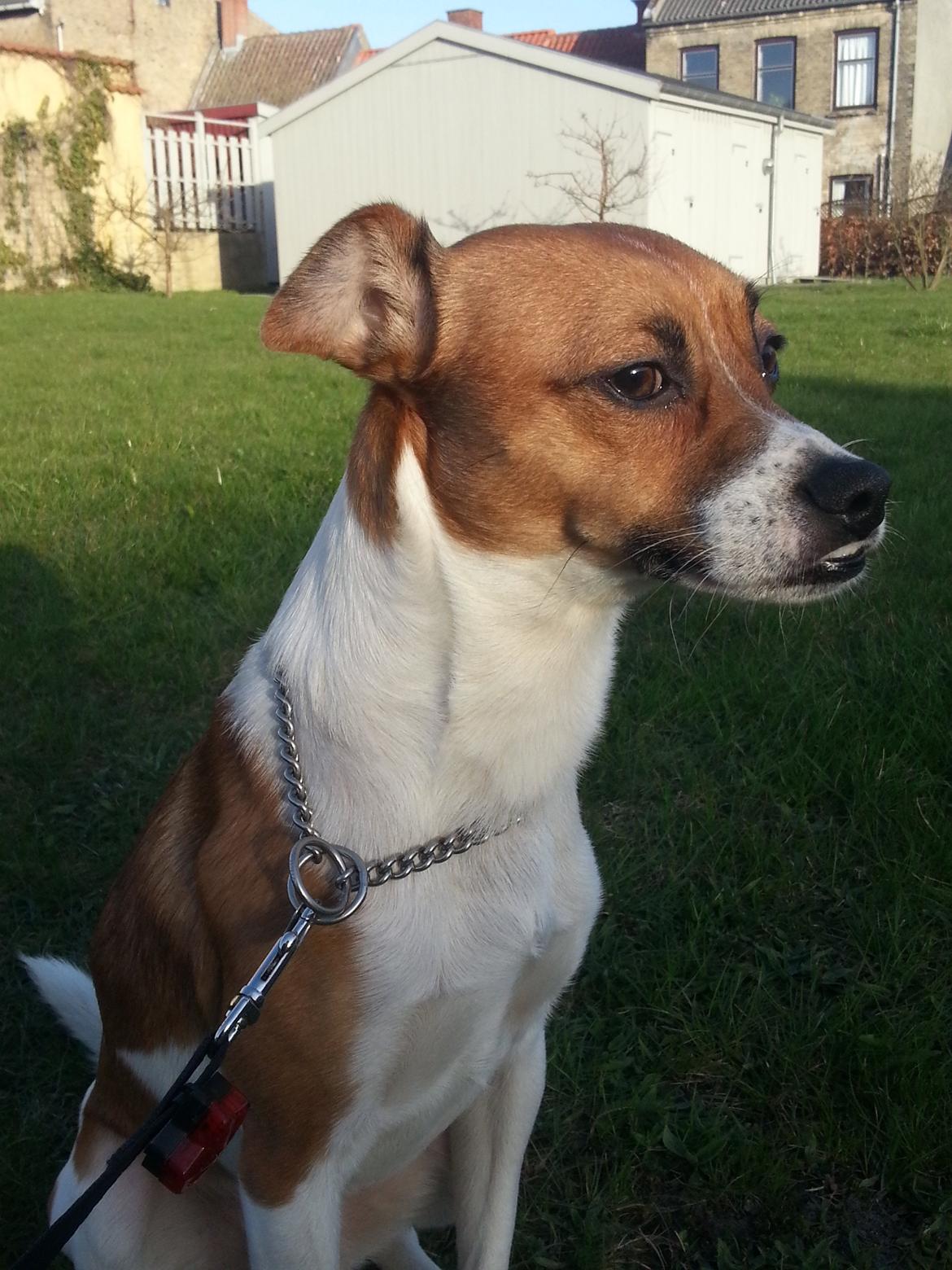 Dansk svensk gaardhund Chico - På tur i godt vejr. 
Forår 2013 billede 2