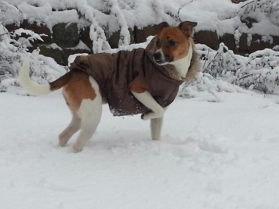 Dansk svensk gaardhund Chico billede 11