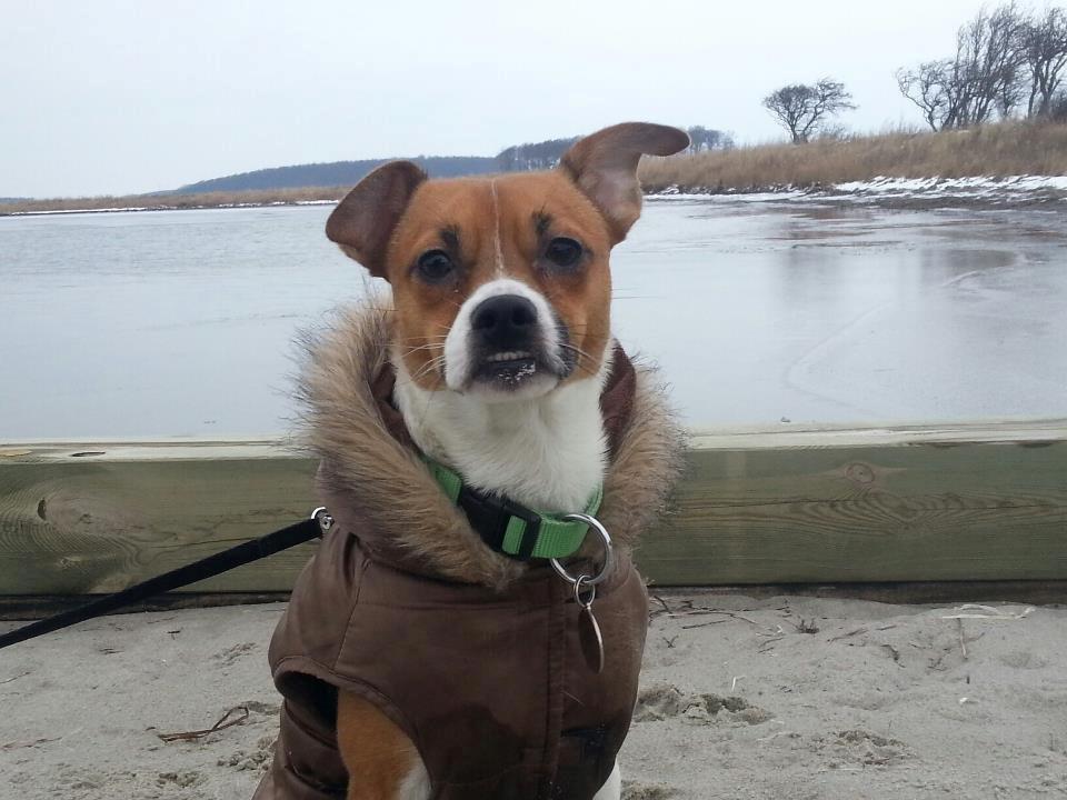 Dansk svensk gaardhund Chico - Tur til stranden. 

Februar 2013 billede 5