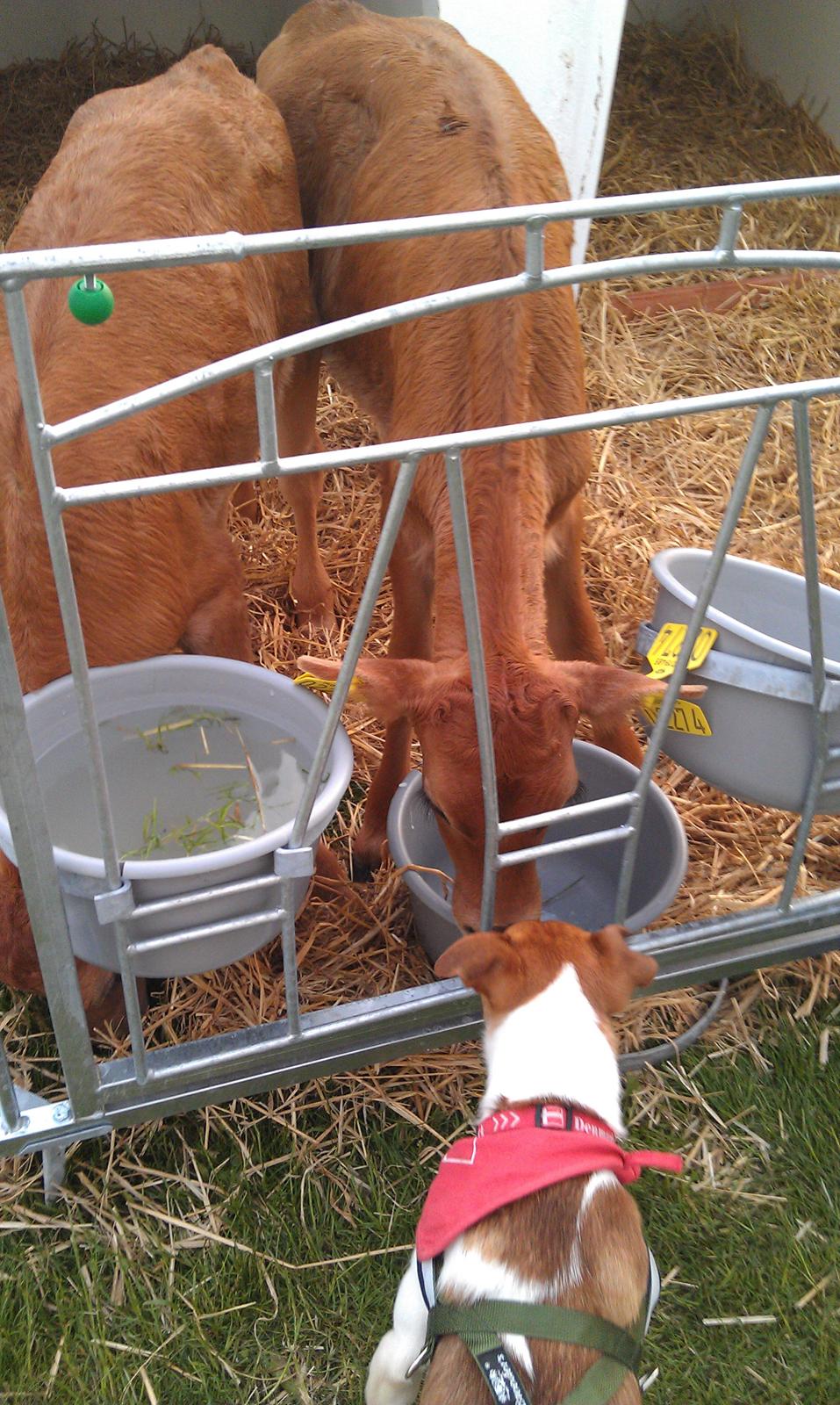 Dansk svensk gaardhund Chico - "Hvad er det for nogle underlige hunde?"

Odense dyrskue 2012 billede 4