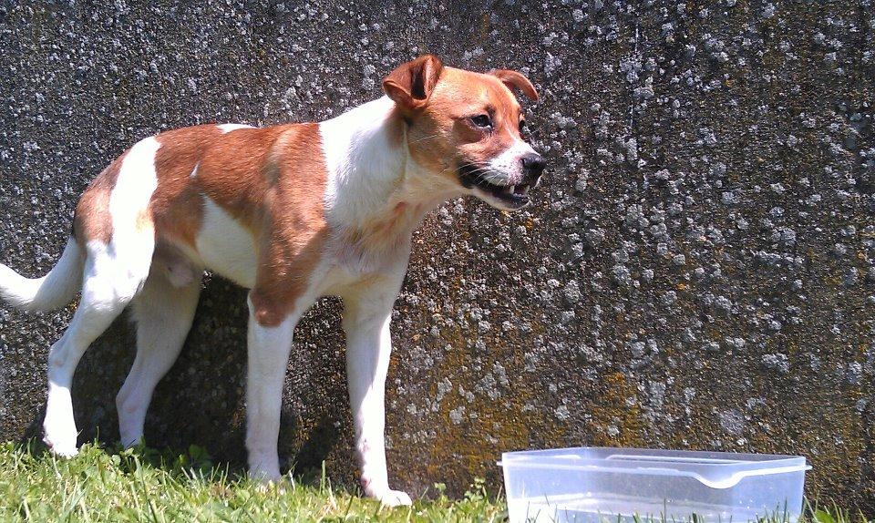 Dansk svensk gaardhund Chico billede 7