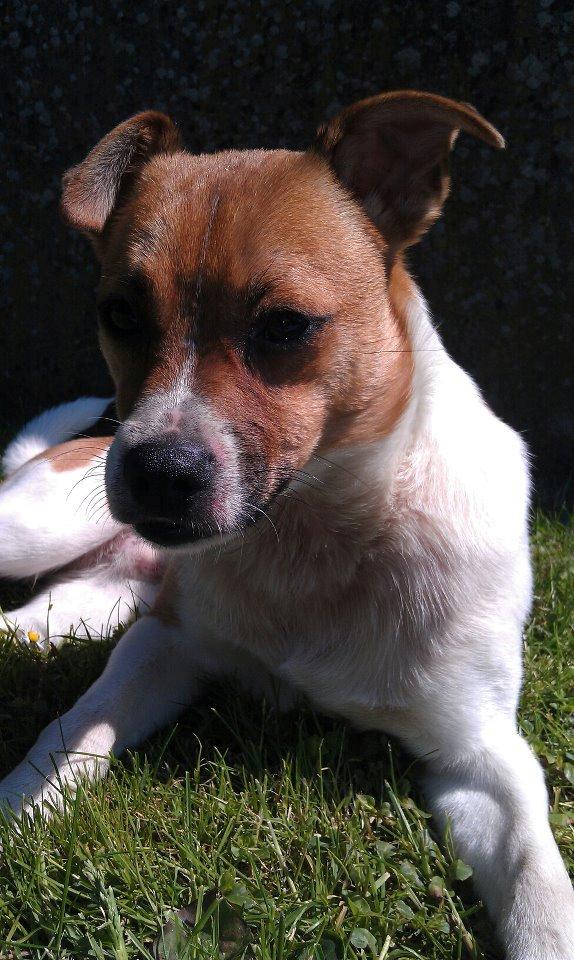 Dansk svensk gaardhund Chico - Ligger og nyder solen. 
Sommeren 2012 billede 1