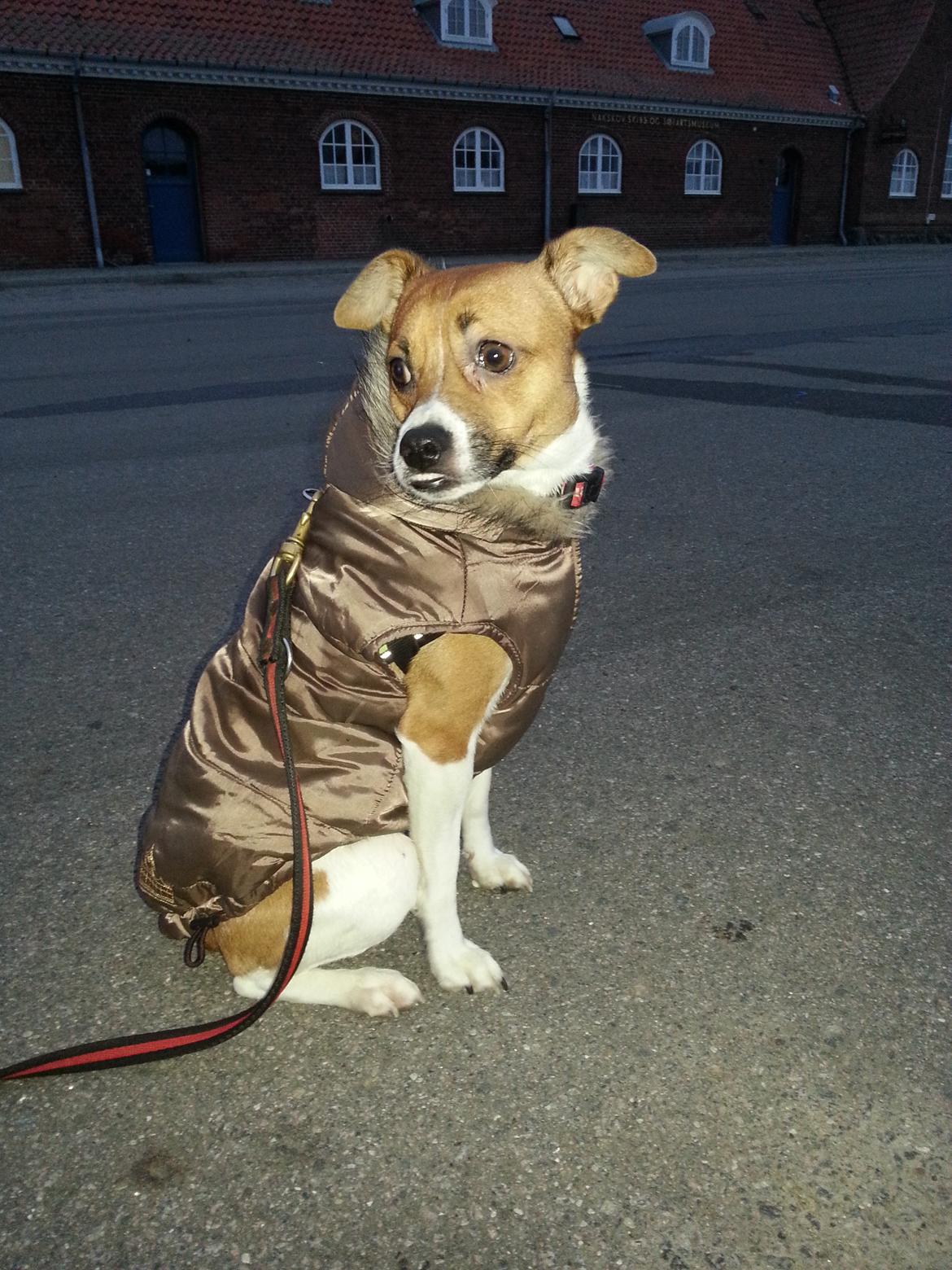 Dansk svensk gaardhund Chico billede 9