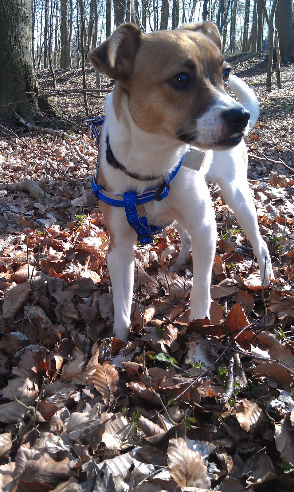 Dansk svensk gaardhund Chico billede 14