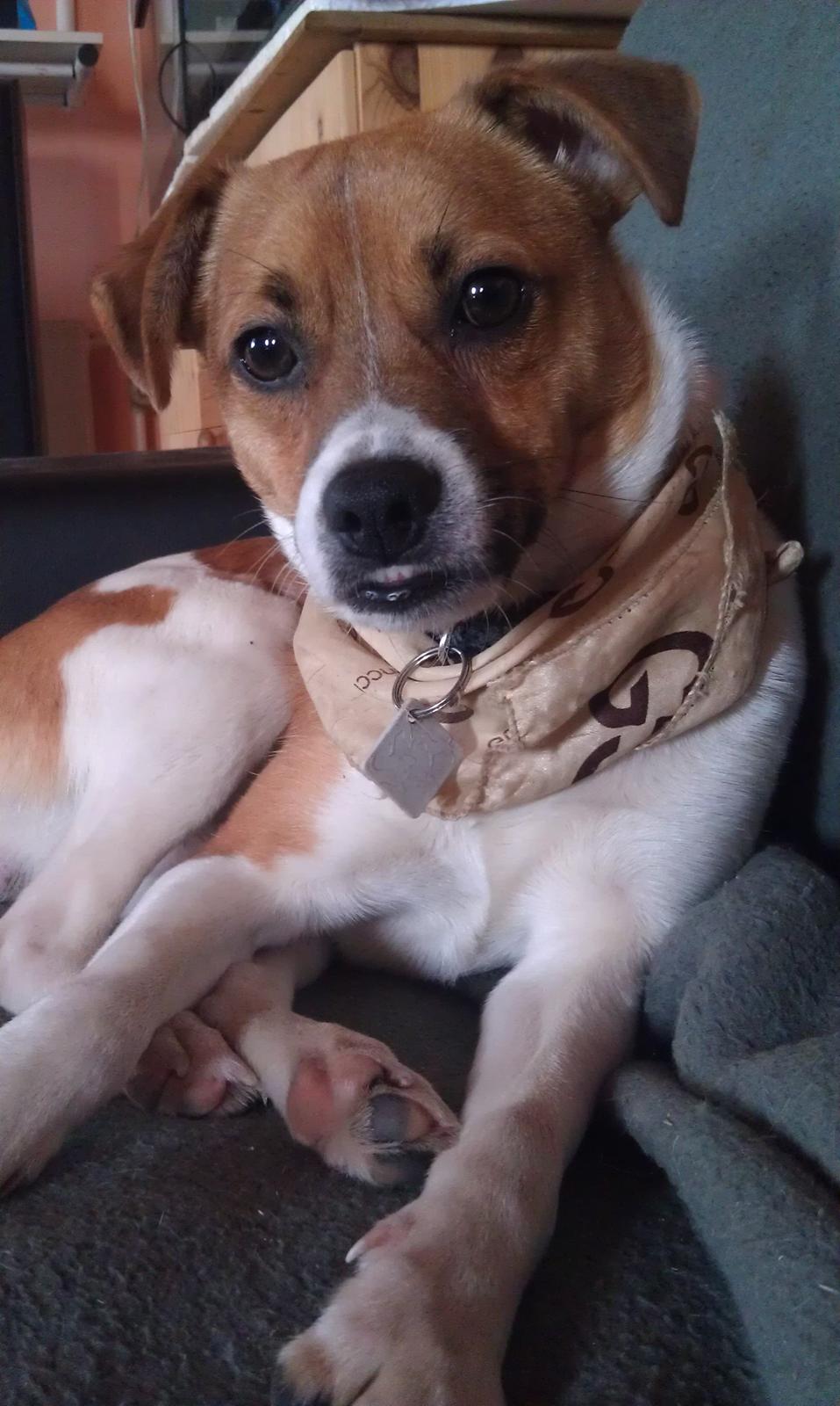 Dansk svensk gaardhund Chico billede 15