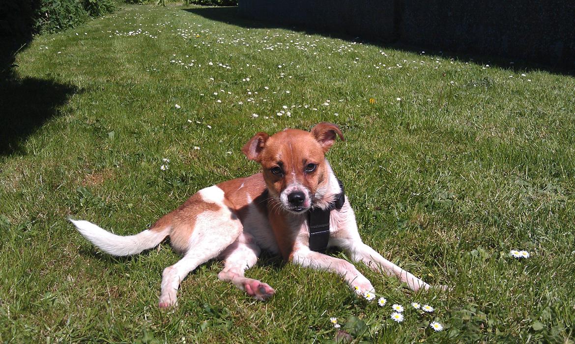 Dansk svensk gaardhund Chico billede 16