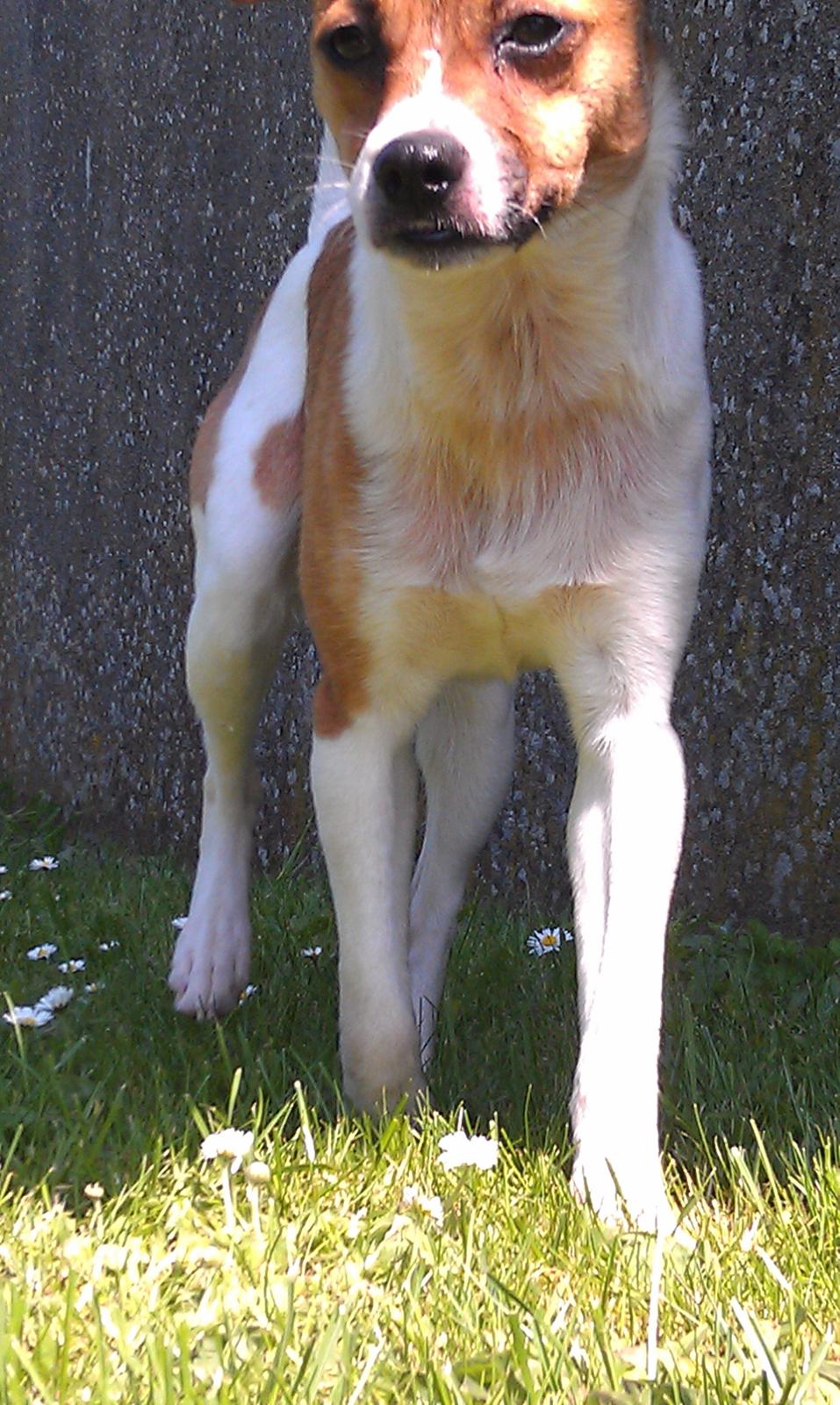 Dansk svensk gaardhund Chico - Min smukke dreng. 

Sommer 2012 billede 6