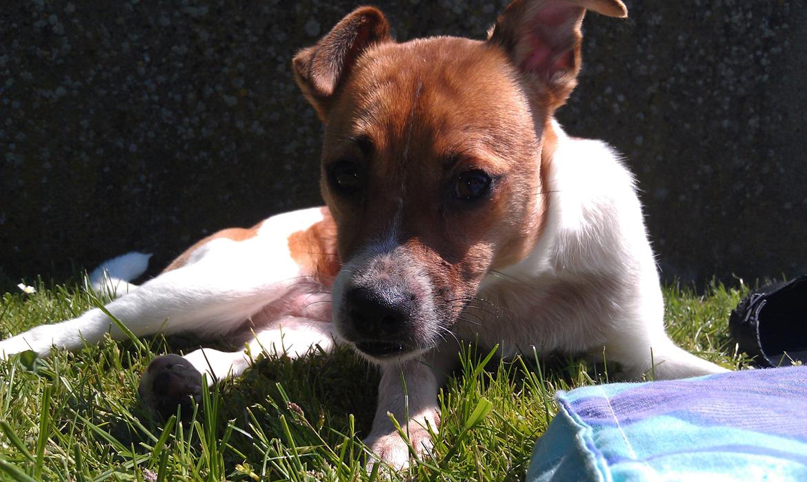 Dansk svensk gaardhund Chico billede 17