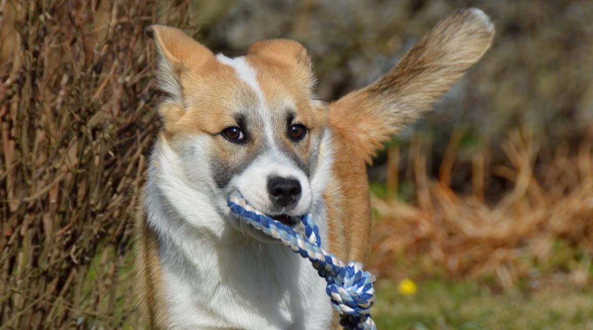 Islandsk fårehund Freddi billede 18