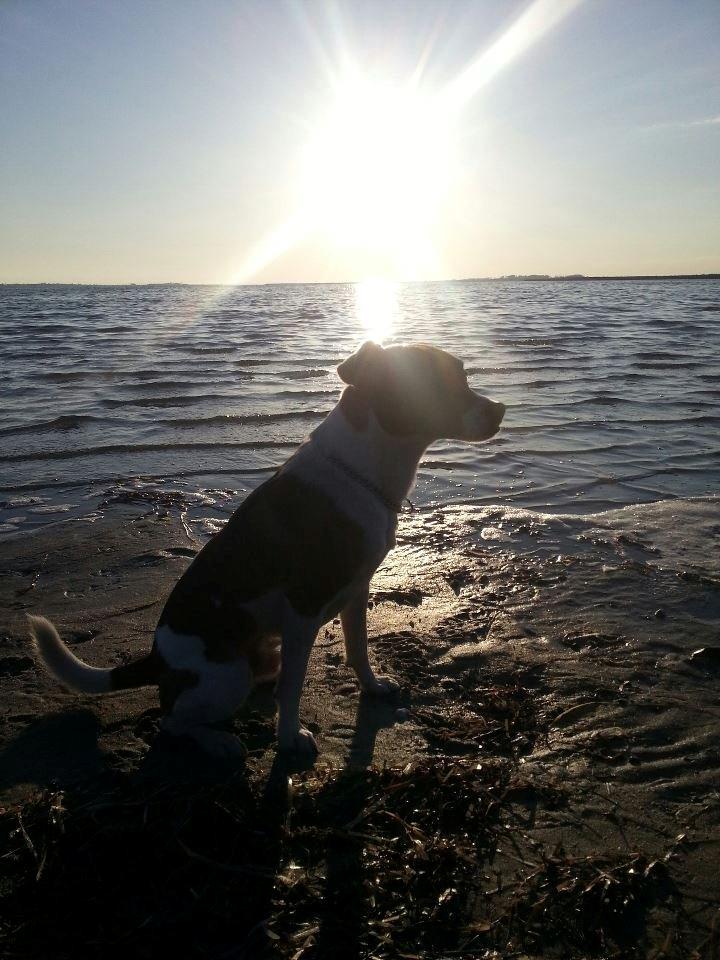 Dansk svensk gaardhund Chico billede 12